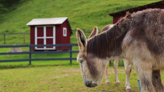 Donkey Chewing, Lowering Head, On Beautiful Farm, Slow Motion Cinematic HD