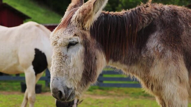 Donkey Chewing Food With Horse and Barn In Background Cinematic HD 60p