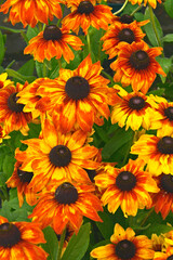 Close up of flowering Rudbeckia 'Summerina Yellow' in a flower border