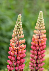 Lupins ( Lupins ) in full bloom in the flower borders of Rousham House & Gardens in Oxfordshire
