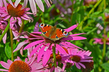 The beautiful Peacock Butterfly resting on Echinacea purpurea in a cottage garden