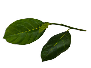 Leaves of jackfruit isolated on a white background,green leaves