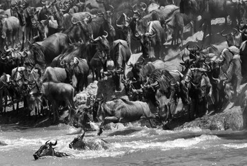Fototapeta premium The Wildebeests rushing to cross the Mara river