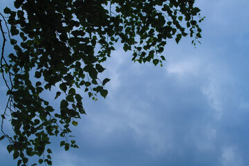 Light blue sky and green tree leaves