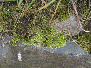 green moss close up
