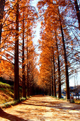 Fototapeta premium fall