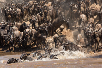 Wildebeests great migration at Masai Mara