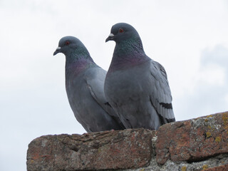 domestic pigeon animal of class Aves (birds)