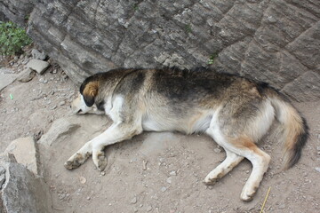A dog lying on the ground