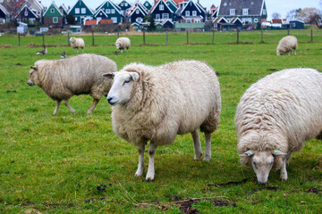 Fototapeta premium sheep