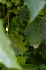 Fototapeta na wymiar green leaves young grape