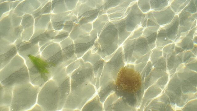 Closeup view video footage of sunny clear water of sea and several seaweeds floating underwater isolated on sandy sea bottom background.