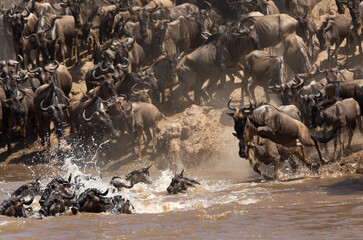 Wildebeests great migration at Mara river