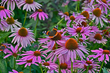 The beautiful Red Admiral Butterfly resting on Echinacea purpurea in a cottage garden - obrazy, fototapety, plakaty