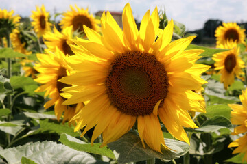 Sunflowers on a background of magic sky