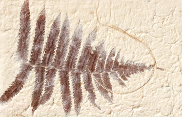 an old handmade paper with a fern leaf
１つシダの葉のある手すき紙