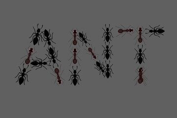 Ant vector illustration design