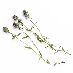 Four fresh sprigs of wild thyme isolated on white background, close-up. Spring-summer flowering fragrant plant with lilac flowers. Herbal Medicine