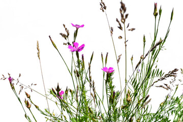 Wild field grass with pale pink flowers of meadow cloves close-up isolated on a white background. Beautiful floral natural background of grassland plants