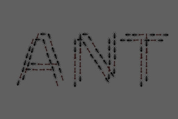 Ant vector illustration design