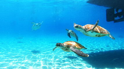 sea turtle swimming