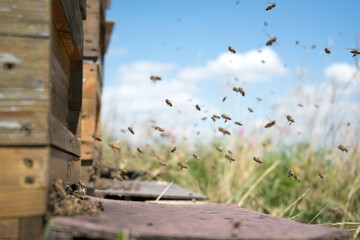 Honeybees fly and leave their beehive on a meadow in summer