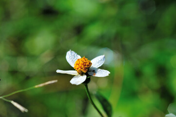 bush daisy