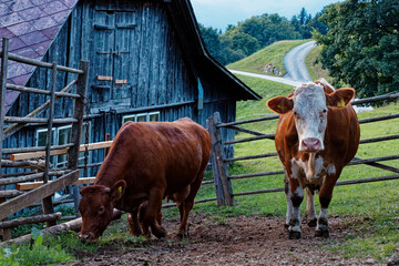 dwie krowy na farmie