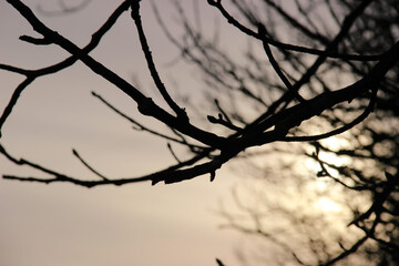 Fototapeta na wymiar glare of light through branches at winter sunset