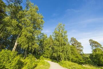 Beautiful nature landscape on sunny summer day. Road between tall green trees on blue sky background.