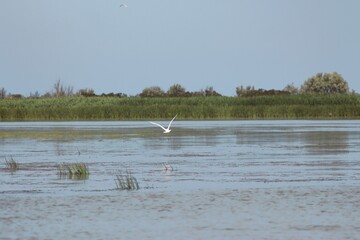 Vylkove, Ukraine: The Danube Biosphere Reserve