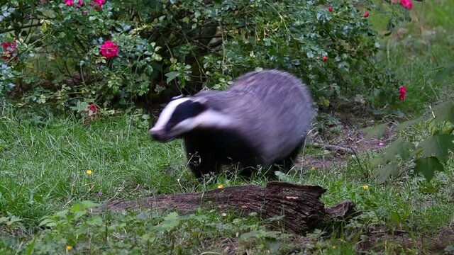 European badger (Meles meles) running along wildlife track in forest