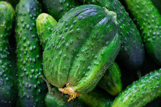 Ugly Triple green organic cucumber with dry yellow flower, unusual shape and many vegetables around. Buying imperfect product to reduce food waste. Horizontal. Bright color background. Eco trend.