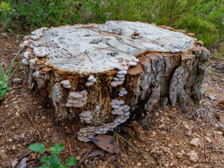 Fungus proliferation on a stub