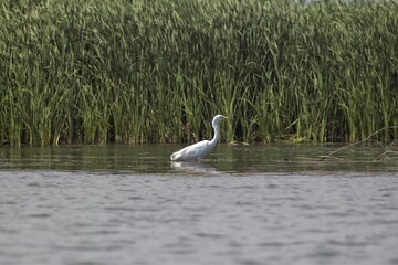 Vylkove, Ukraine: The Danube Biosphere Reserve