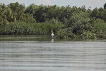Fototapeta na wymiar Vylkove, Ukraine: The Danube Biosphere Reserve