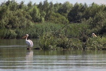 Vylkove, Ukraine: The Danube Biosphere Reserve