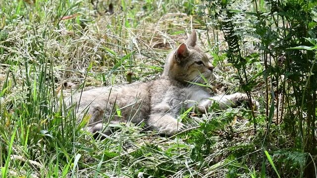 European wildcat / wild cat (Felis silvestris silvestris) resting in the sun in grassland in summer and walking away