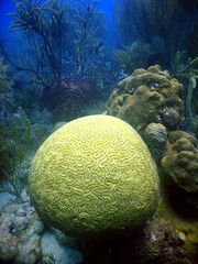 underwater coral reef  caribbean sea Venezuela