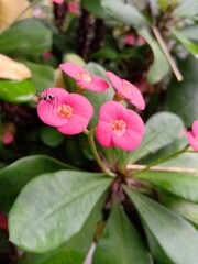 Closeup shot of Euphorbia flower with an ant on it.