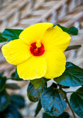 Yellow hibiscus with greenery behind it and red pistil in focus