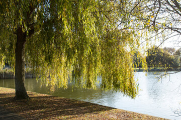 Weeping willow tree at Baffins Pond, Portsmouth, Hampshire, UK.  The pond is popular with locals who like to feed the ducks and swans