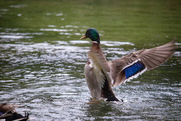 Brown duck with purple highlights on its wings spreading its wings as it starts to take off from the surface of the lake