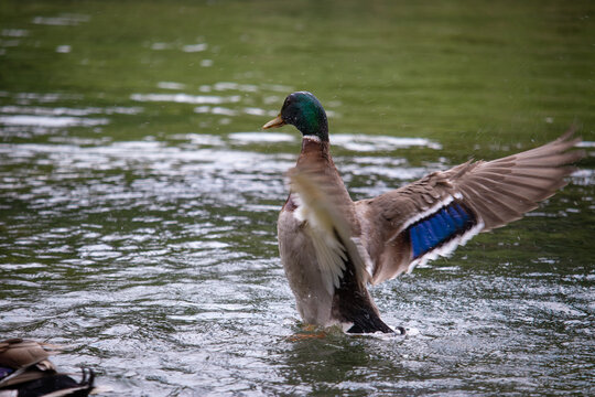 Brown duck with purple highlights on its wings spreading its wings as it starts to take off from the surface of the lake