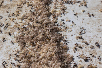 Red ants with eggs on a working day