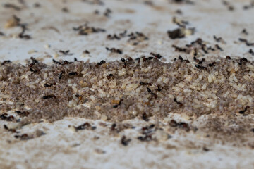 Red ants with eggs on a working day