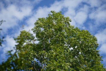tree and blue sky