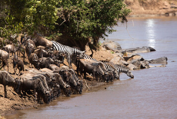 Naklejka na ściany i meble Wildebeests and Zebras drinking water at Mara river