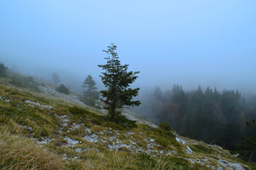 Albero tra la nebbia autunnale
