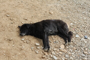 A dog lA dog lying on the groundying on the ground